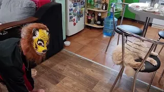 Реакция кота на хозяина в маске тигра 🐅