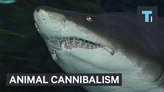 The most fascinating examples of cannibalism that exist today