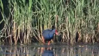 Western Purple Swamphen Minsmere