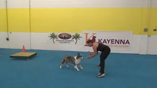 Most dog tricks in 60 seconds - Guinness book of World Records attempt