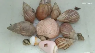 mencari dan menemukan kelomang besar dan kecil, Umang-Umang, hermit crab, Umang besar di pantai