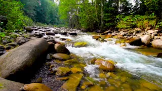 Beautiful Mountain River Flowing Sound. Forest River, Nature Sounds for Sleep and Relaxation, Yoga.