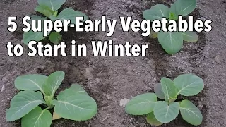 5 Super-Early Vegetables to Start in Winter