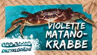 MATANOKRABBE | FISCHENZYKLOPÄDIE | Zoo Zajac