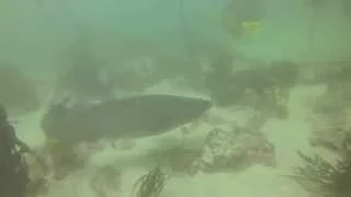 Shark Dive Miller's Point Cape Town