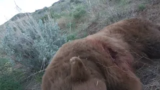 Idaho Spring Bear- DOUBLED UP WHILE SKINNING!