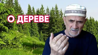 Дерево для скрипки. Из какого дерева делают скрипки. Выбор дерева для скрипки.