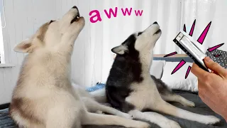 My Husky Dogs Howl To the Sound Of a Harmonica