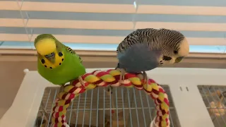 Kiwi the Budgie does a dance + Two birds talk to each other