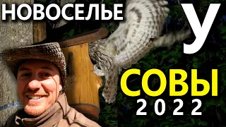 Новоселье у совы неясыти 2022