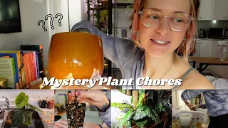 randomly choosing my plant chores 🎲🪴