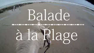[PLAGE DU 3/01] Balade avec Vador