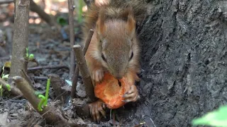 Самый маленький бельчонок в парке / The smallest squirrel