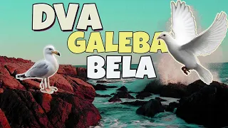 Dva Galeba Bela (techno "cover")