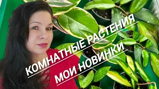 КОМНАТНЫЕ РАСТЕНИЯ МОИ ПОКУПКИ #nature##обзор #цветы #покупки#подарки#