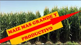 FERTILIZACION DEL CULTIVO DE MAIZ | MAZORCA | CHOCLO | AGRICULTURA | RENTABILIDAD DEL CAMPO