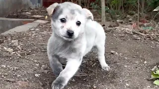 Homeless lame puppy begs for food, lady gives him a home and a dream trip