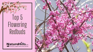 Top 5 Redbud Tree Varieties | NatureHills.com