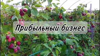 ЕЖЕВИКА В ТЕПЛИЦЕ/ВЫГОДНО ОЧЕНЬ