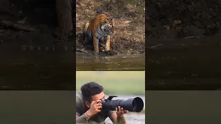 Tiger Atack Crocodile #wildlifestyle #viral #animals #discovery #youtubeshorts #tiger #photography