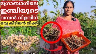 ഇഞ്ചിയുടെ വമ്പൻ വിളവിന് ഒരു കിടിലൻ ട്രിക്ക് | Best tips for ginger farming on terrace in containers