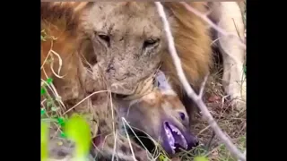 Два льва убивают гиену