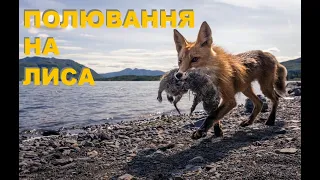 ПОЛЮВАННЯ НА ЛИСА. Тульчинська Районна Організація У Т М Р       FOX HUNTING