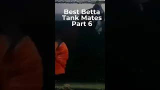 5 BETTA TANK MATES (DONT LET NUMBER 3 SCARE YOU)