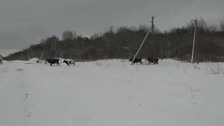 Приют коров во Псковской области.