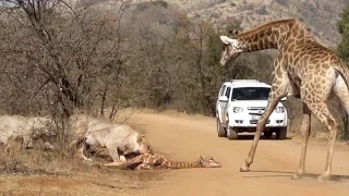 Giraffe Tries Saving her Calf From Hunting Lions