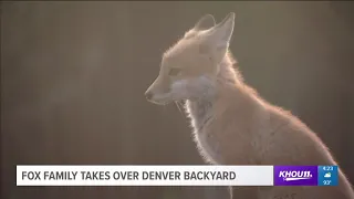 Family of foxes visit Denver home to play each night