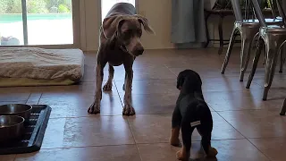 Weimaraner is startled by a new toy