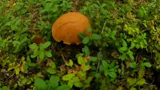 Один гриб на весь лес