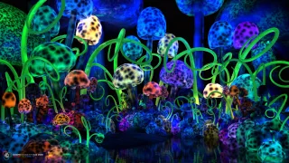 🍄Magic Mushrooms🍄🌈psy-trance🌟