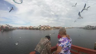 Feeding Seagulls