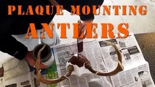 How To Plaque Mount Antlers DIY