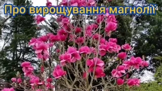 Про вирощування магнолії