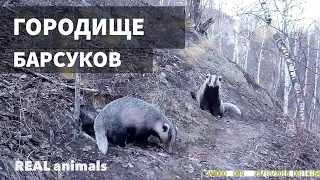 Барсук. Городище или НОРА барсуков. Часть 1 / REAL animals