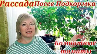 Рассада Посевы Подкормки. КОМНАТНЫЕ ТОМАТЫ Каменный цветок и Балконное чудо