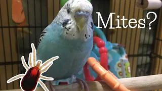 How To Tell If Your Parakeet Has Mites