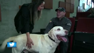 Bomb sniffing dogs retire