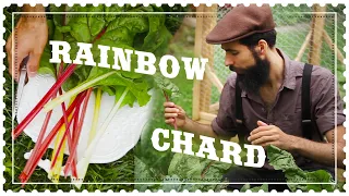 How to Grow Rainbow Swiss Chard from Seed