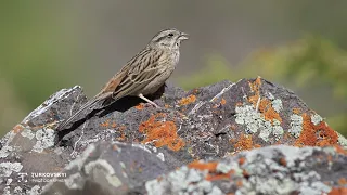 Горная овсянка, голос - Тоо сулучу