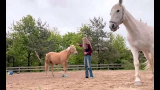 Liberty Training with two horses | first time together