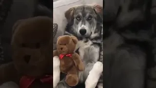 Dog Has a Cute Teddy Bear to Show You! #Shorts