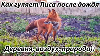 Жизнь с Лисой - на прогулке в деревне, после дождичка)))   / MIKI THE FOX
