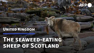 The seaweed-eating sheep helping tackle climate change | AFP