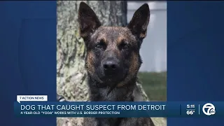 Border Patrol K9 'Yoda' of Detroit helps capture Pennsylvania murderer