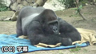 Самцы горилл любят находиться рядом со своими смотрителями. Семья Момотаро