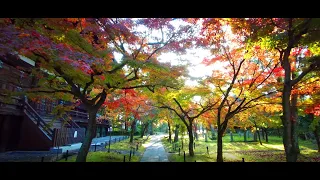 [京都の紅葉特集] 真如堂（真正極楽寺） (autumn leaves at the Shinyodo Temple in Kyoto) [4K] [癒し音楽BGM付]